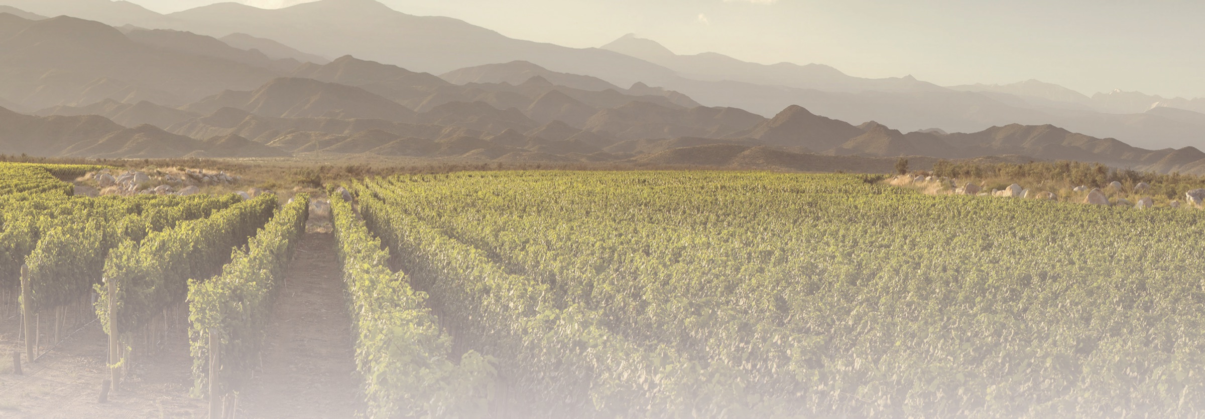 Viñedos de Bemberg Estate Wines contra la cordillera