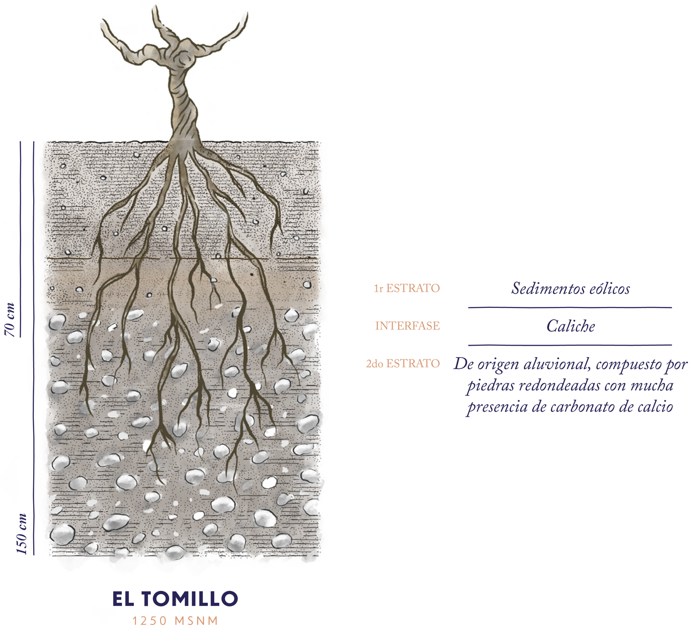 Corte del suelo de Finca El Tomillo, a 1250 m s. n. m.: las raíces de la vid atraviesan un primer estrato de sedimentos eólicos hasta los 70 cm, una interfase de caliche, y un segundo estrato de origen aluvional —piedras redondeadas con mucha presencia de carbonato de calcio— que llega a los 150 cm.
