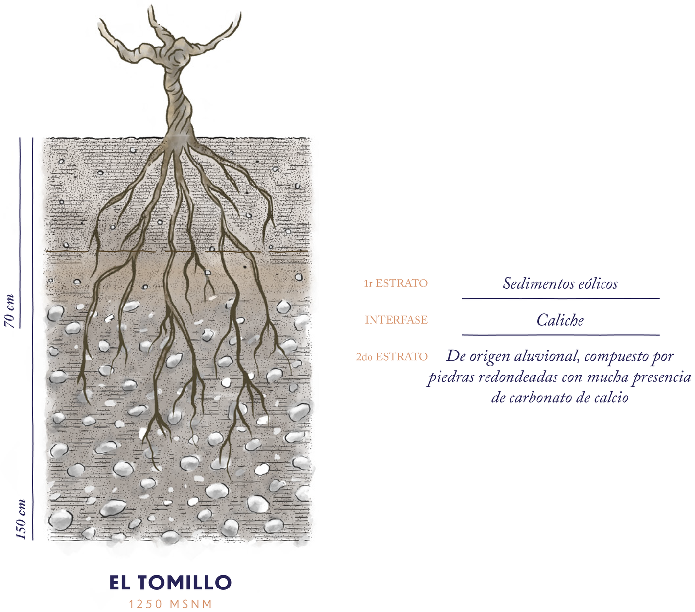 Corte del suelo de Finca El Tomillo, a 1250 m s. n. m.: las raíces de la vid atraviesan un primer estrato de sedimentos eólicos hasta los 70 cm, una interfase de caliche, y un segundo estrato de origen aluvional —piedras redondeadas con mucha presencia de carbonato de calcio— que llega a los 150 cm.
