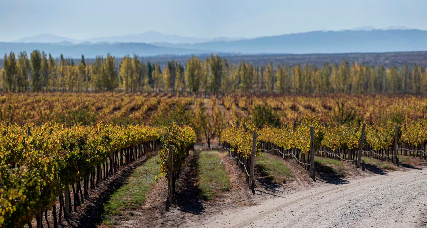 Viñedo de Finca El Tomillo, en Gualtallary: hileras de vid en otoño, una hilera de álamos al fondo y la cordillera en el horizonte.